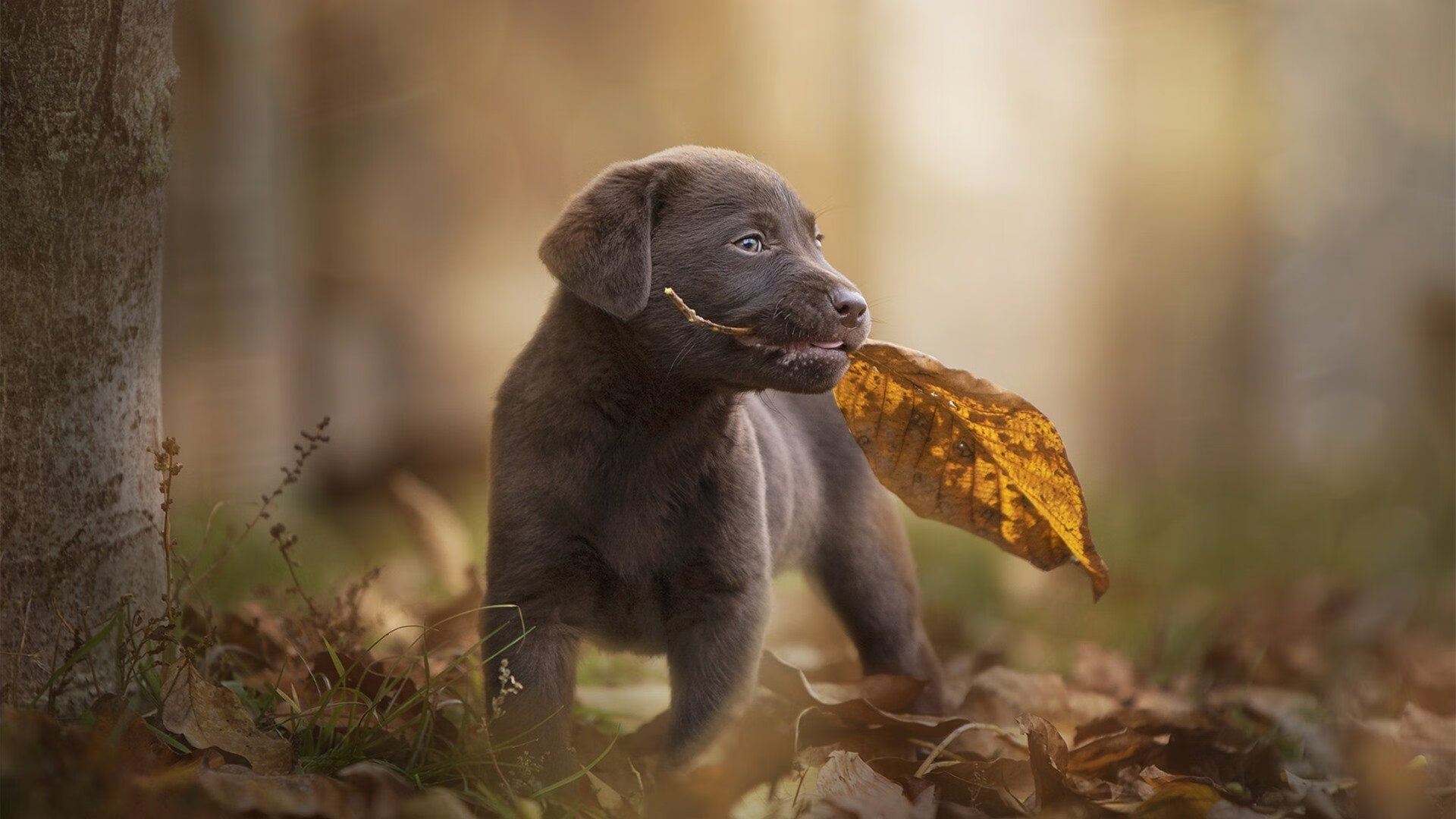 _爵士攻防两端强势,排名稳步上升_,爵士nb