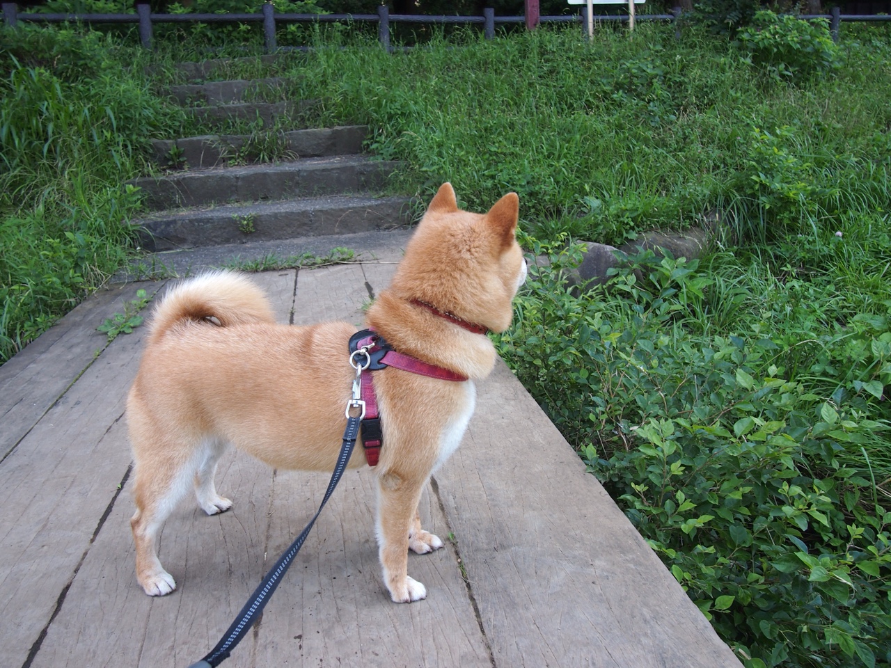 国际飞盘嘉年华，空中投掷的艺术魅力，飞盘运动比赛